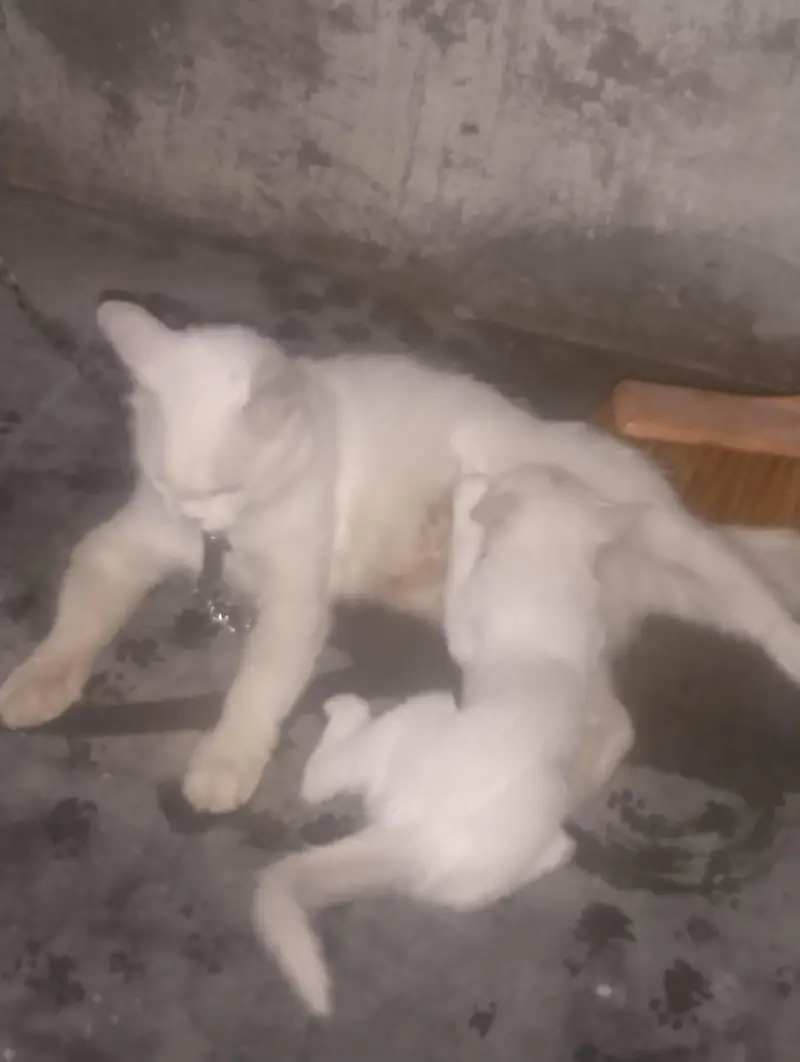 pershion Cat — photo 4