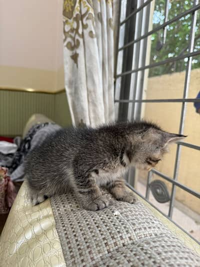 Cat for adoption