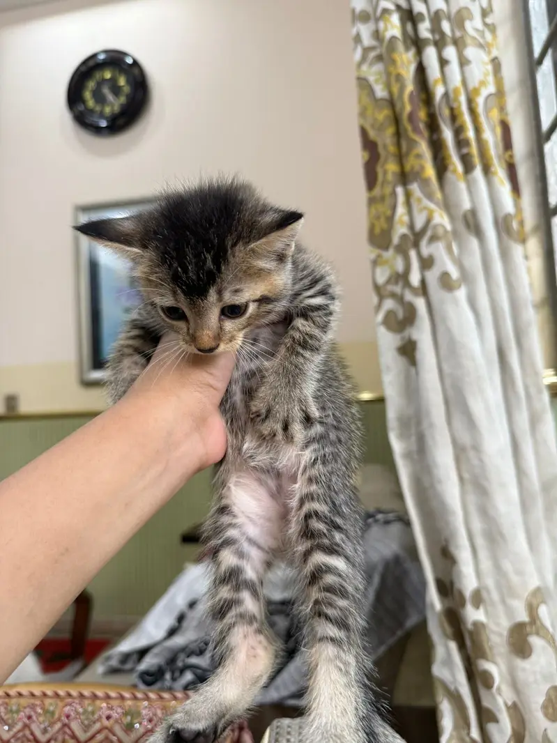 Cat for adoption — photo 2