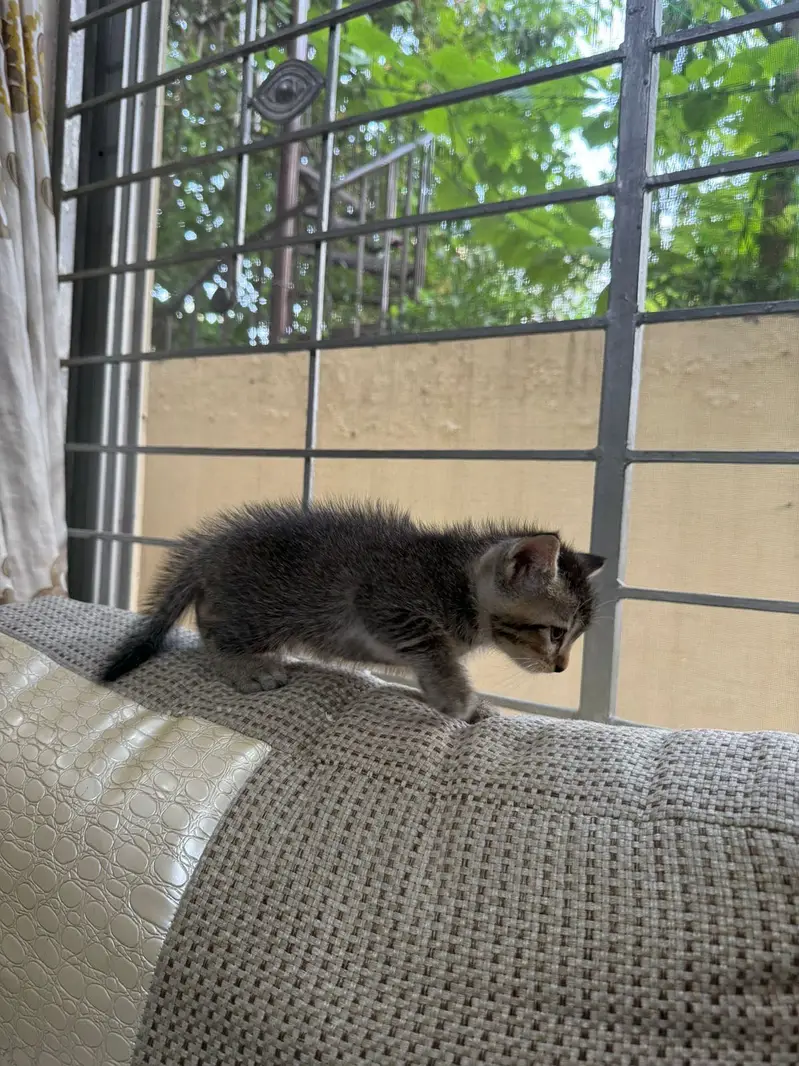 Cat for adoption — photo 3