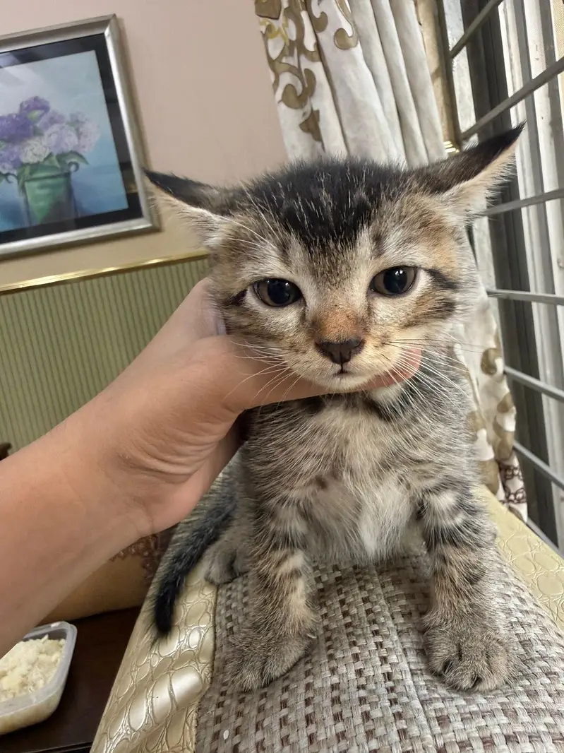 Cat for adoption — photo 4
