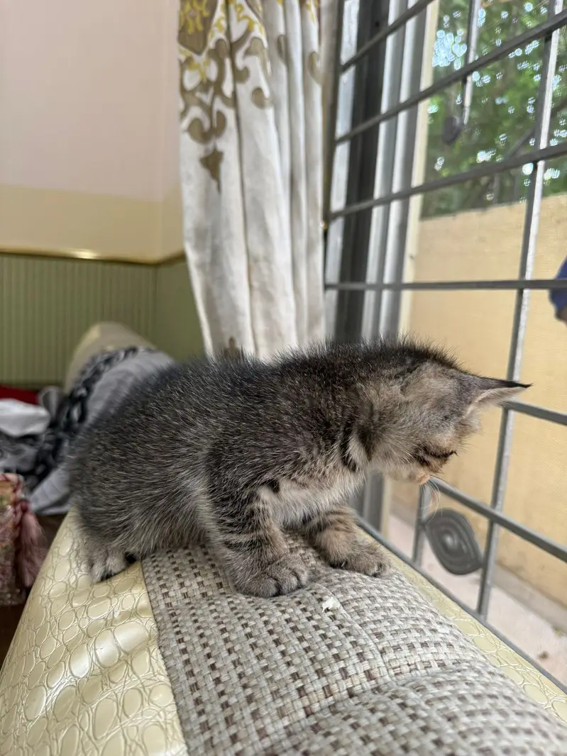 Cat for adoption — photo 5