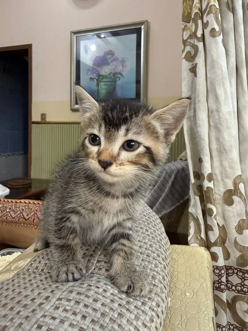 Cat for adoption — photo 7