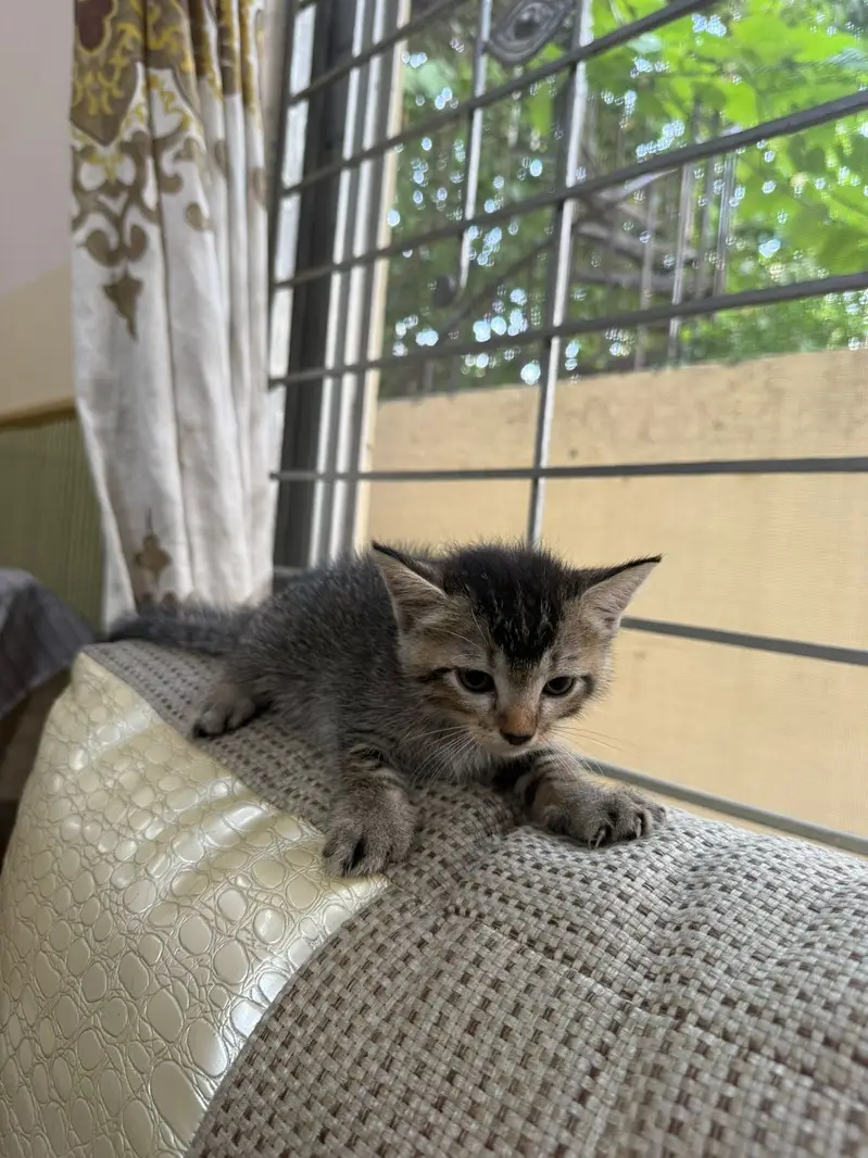 Cat for adoption — photo 8