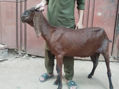 amrat sari bettal bakri