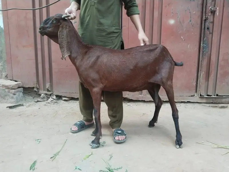 amrat sari bettal bakri — photo 2