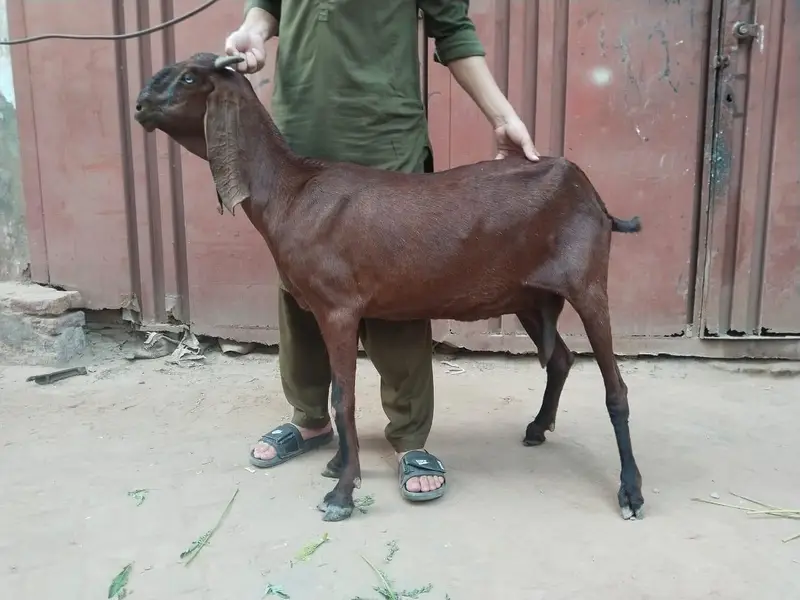 amrat sari bettal bakri — photo 3
