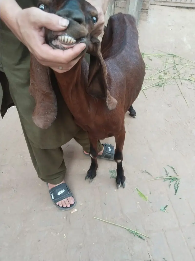 amrat sari bettal bakri — photo 4