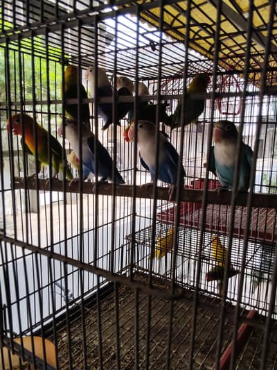 mix cold birds Lahore