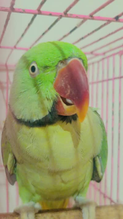 green parrot in lahore