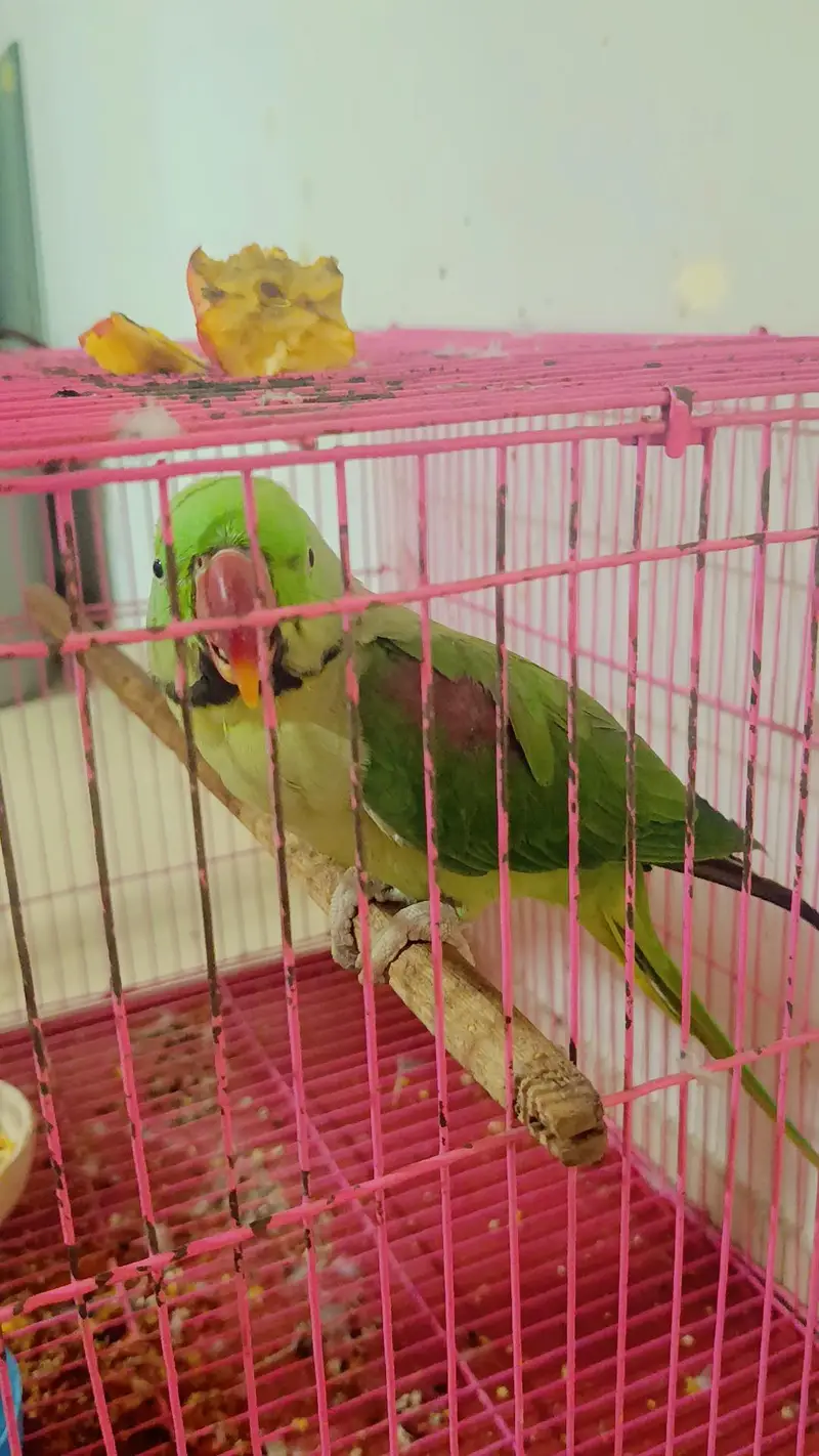 green parrot in lahore — photo 2