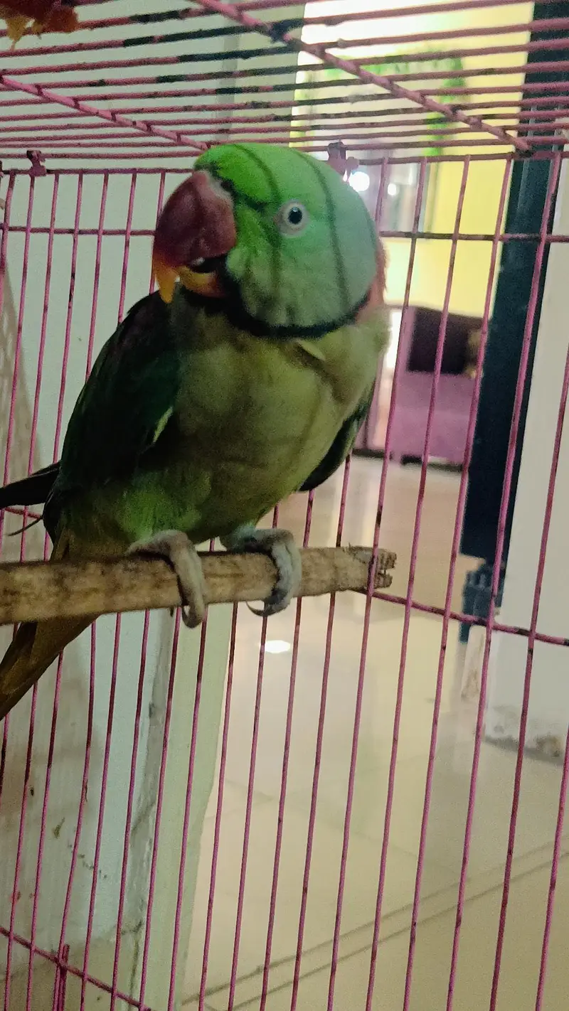 green parrot in lahore — photo 3