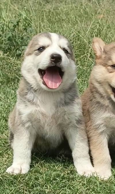 25 days no vaccinations only deworming done