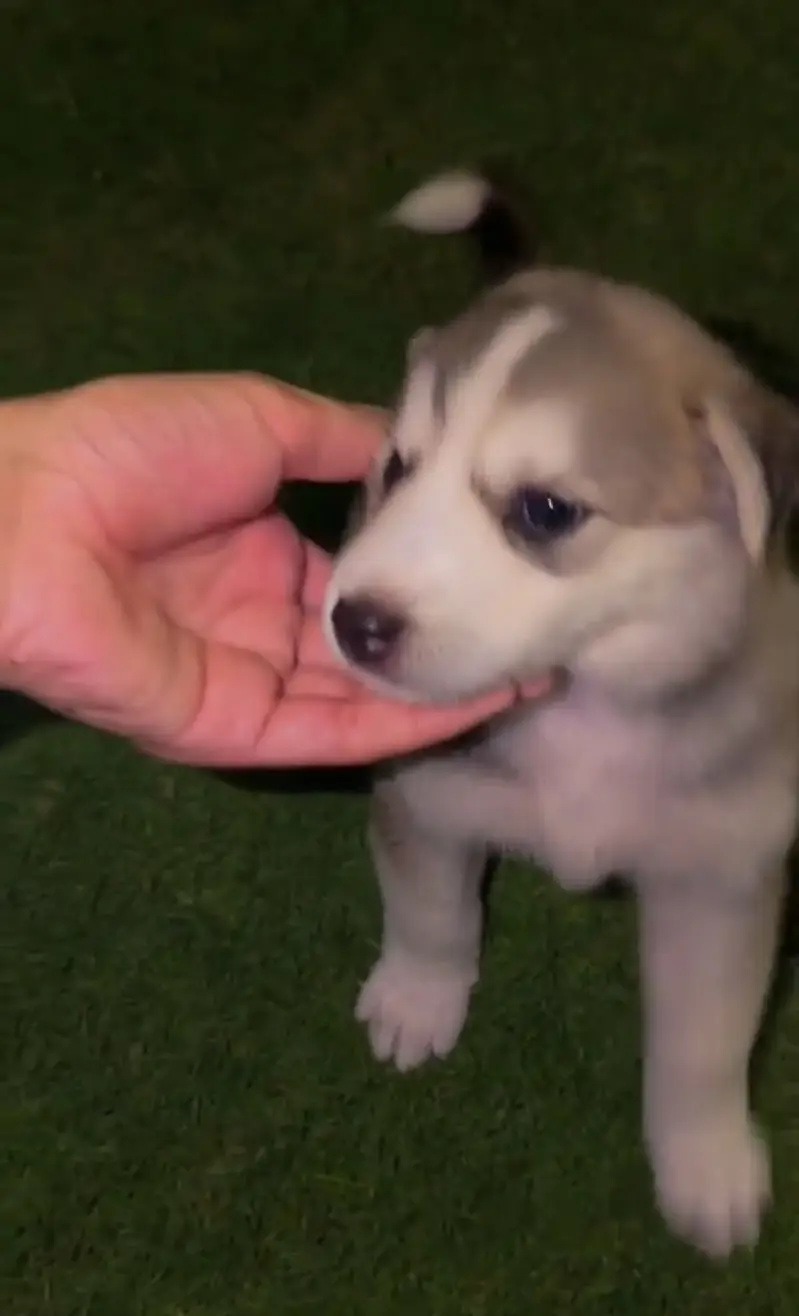 25 days no vaccinations only deworming done — photo 3