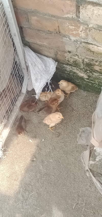 Murghi for sale