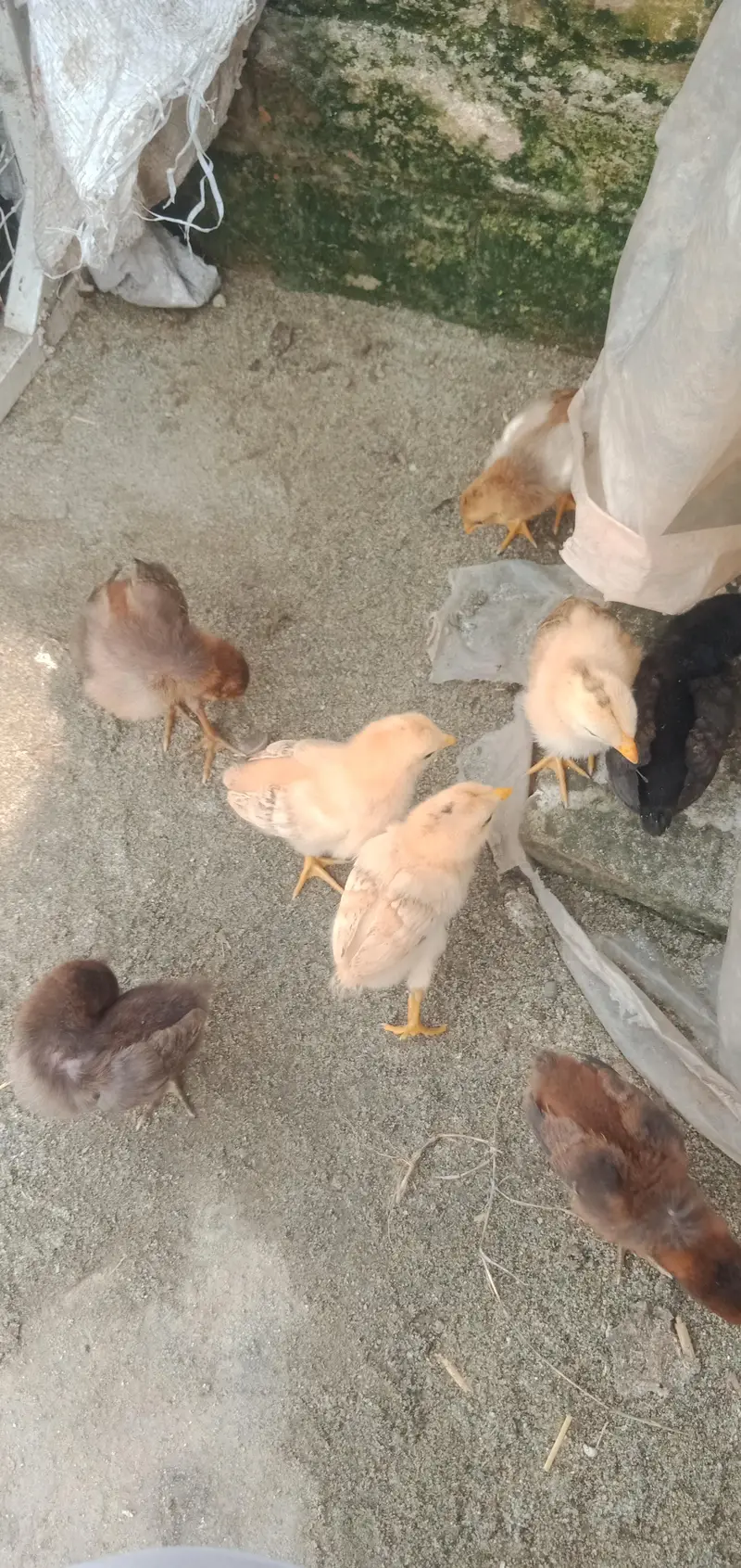 Murghi for sale — photo 3