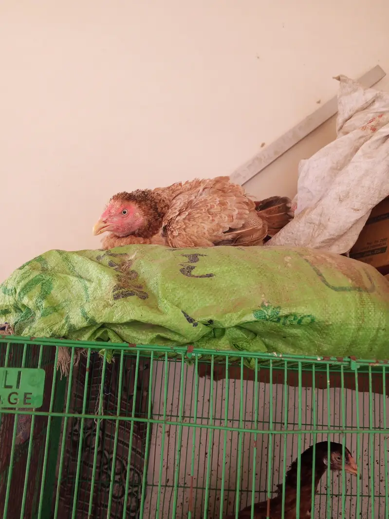 aseel — photo 3