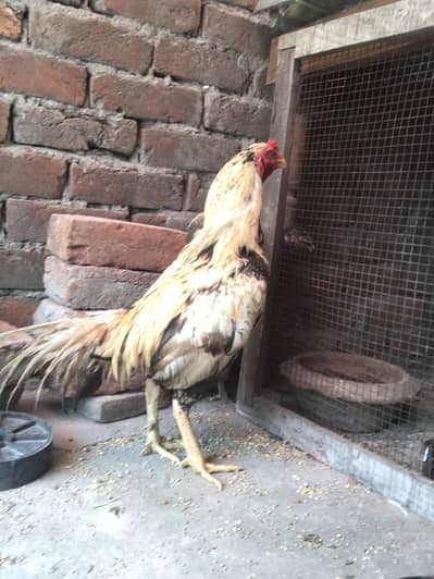 Hello dear