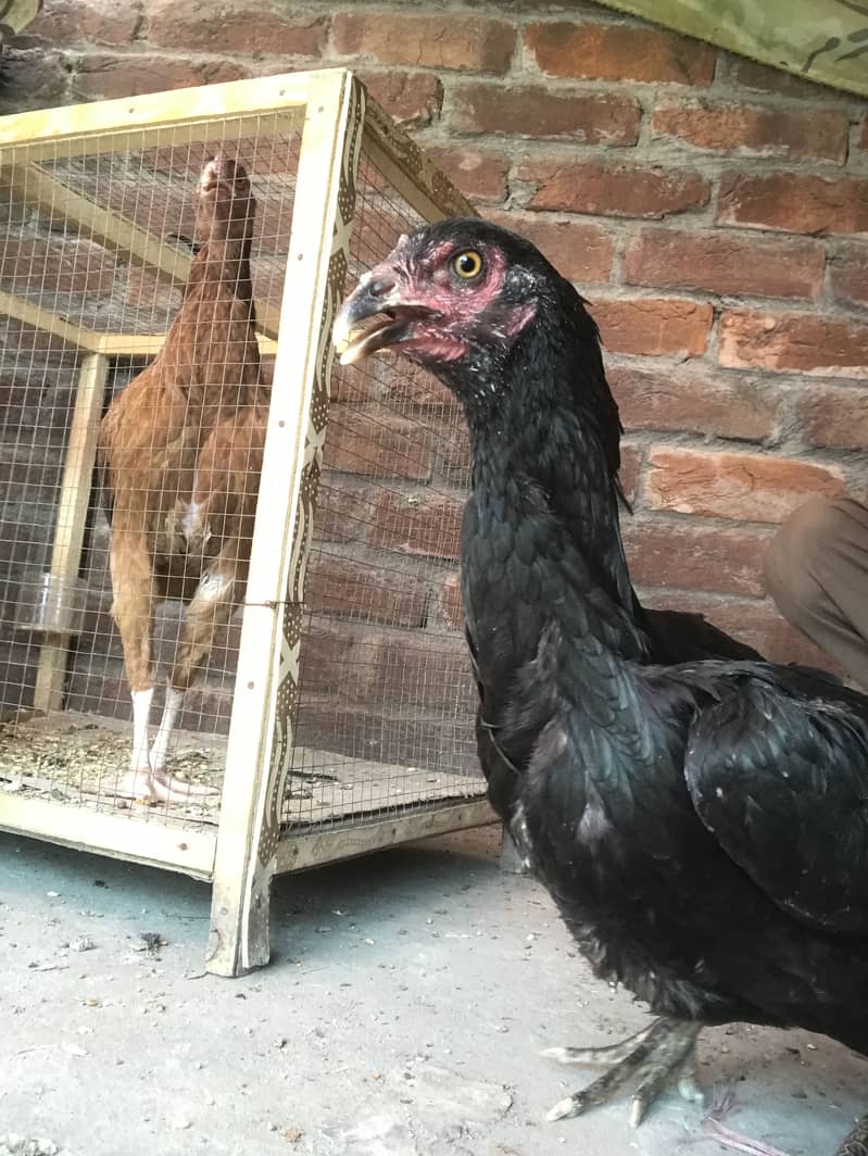 Hello dear 3