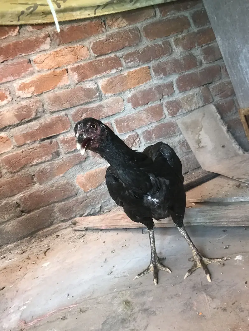 Hello dear — photo 5