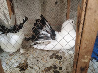 lakka breeder pair