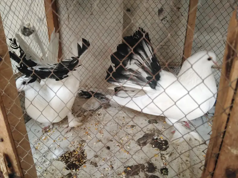 lakka breeder pair — photo 2