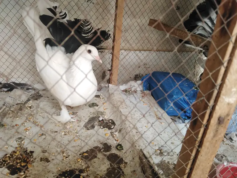 lakka breeder pair — photo 3