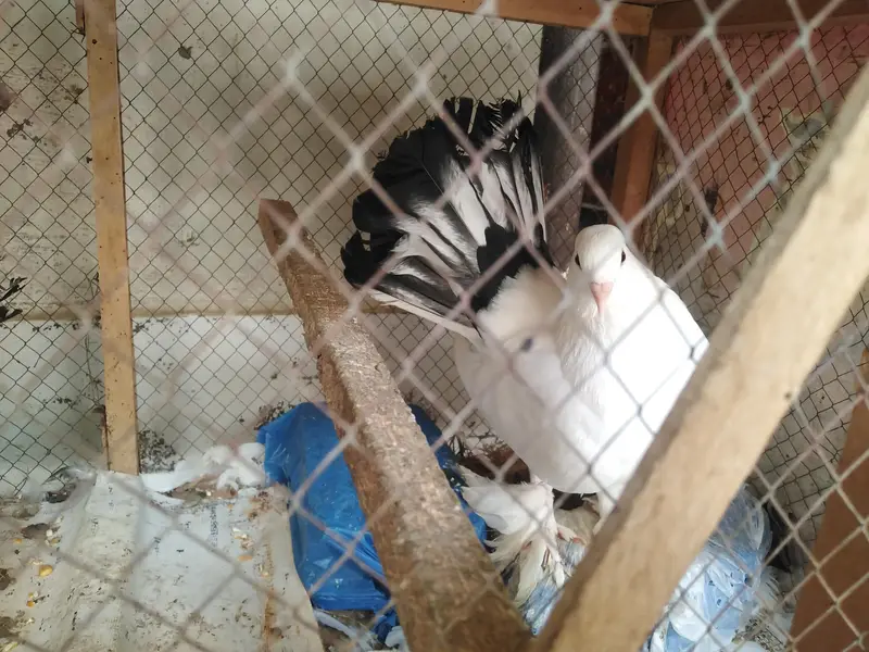 lakka breeder pair — photo 4