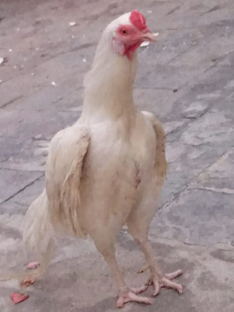 aseel eggs — photo 7