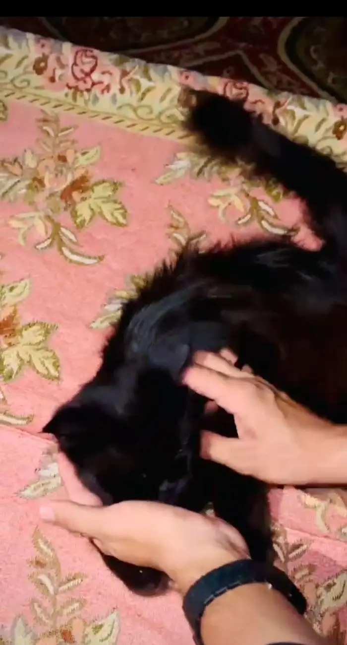 Russian cat vblack colour long hair full friendly — photo 2