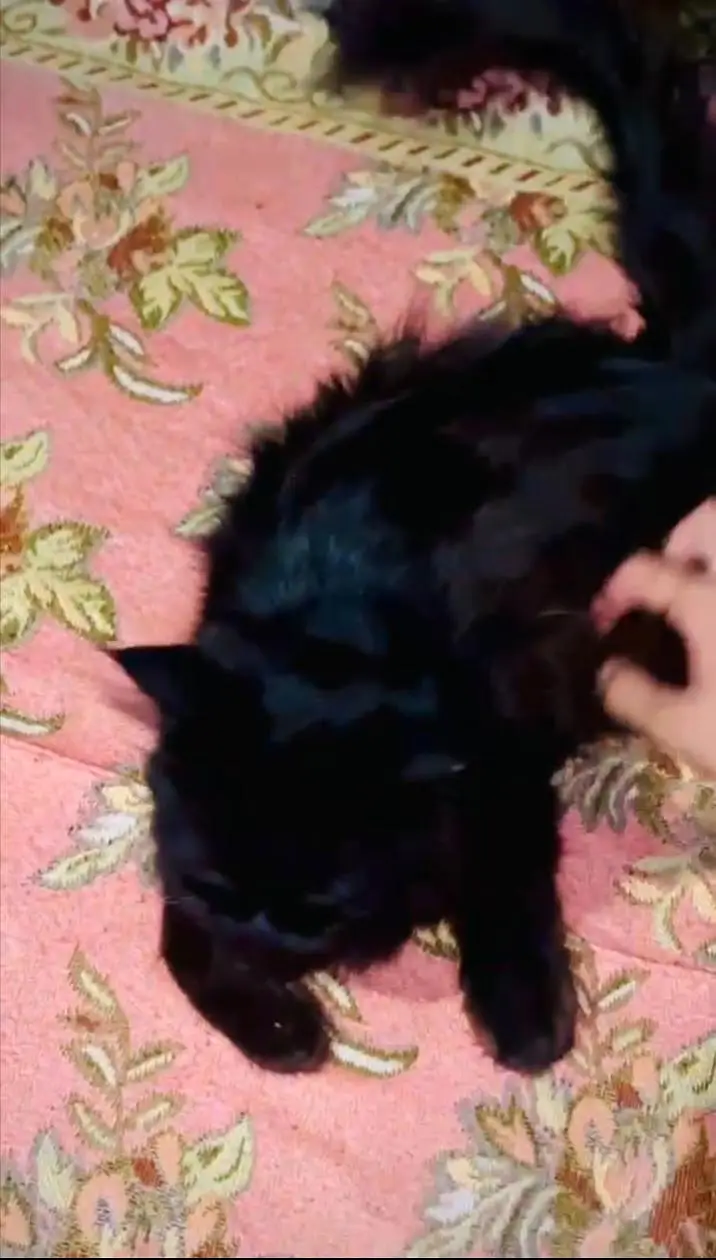 Russian cat vblack colour long hair full friendly — photo 3