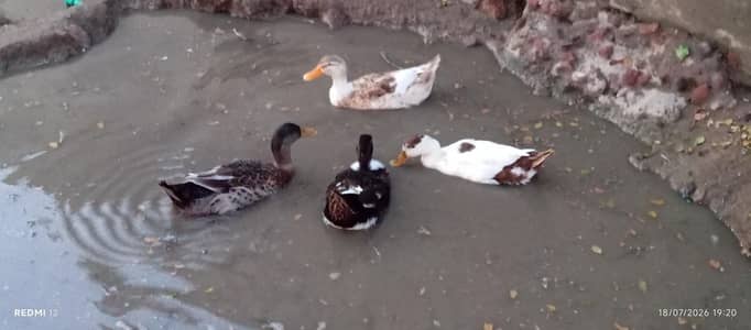 1 male 3 female egg laying ducks