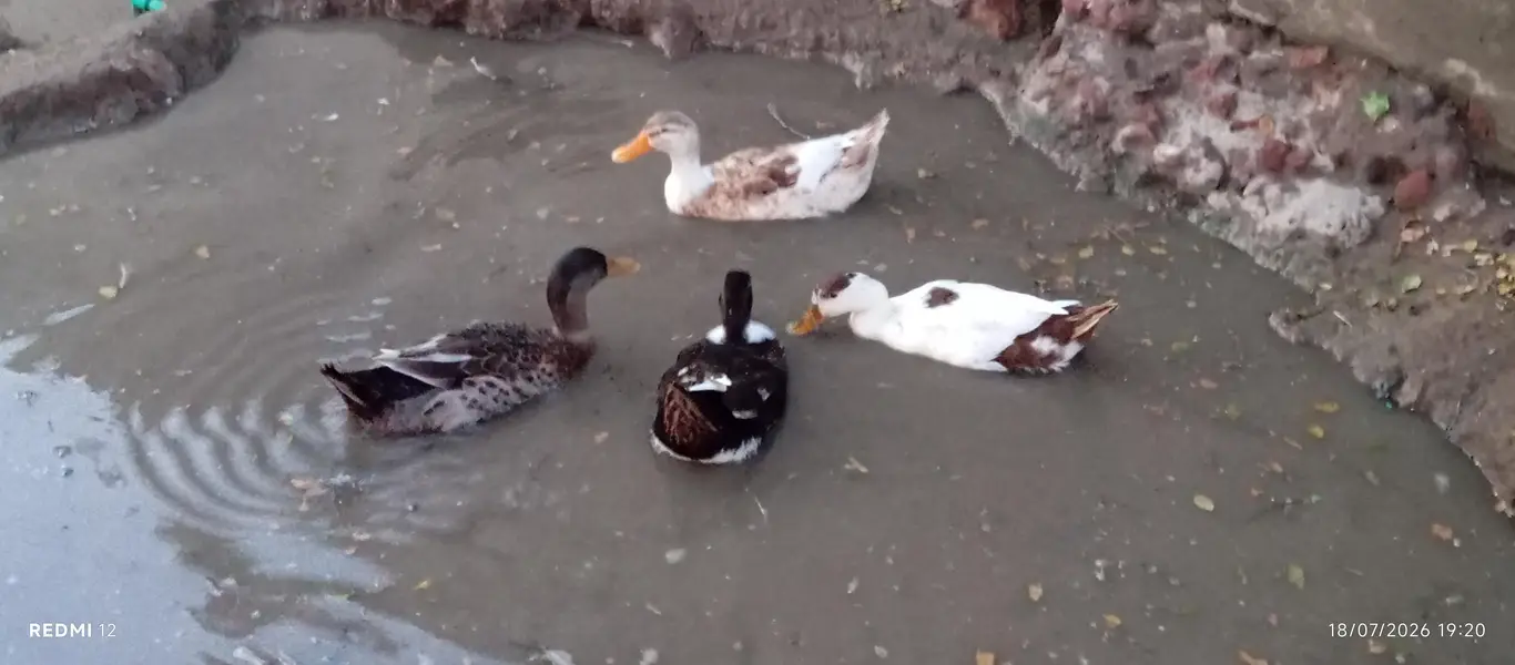 1 male 3 female egg laying ducks