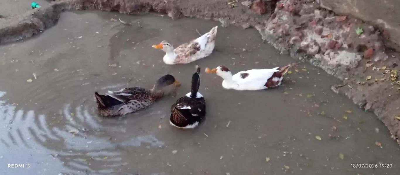 1 male 3 female egg laying ducks — photo 2