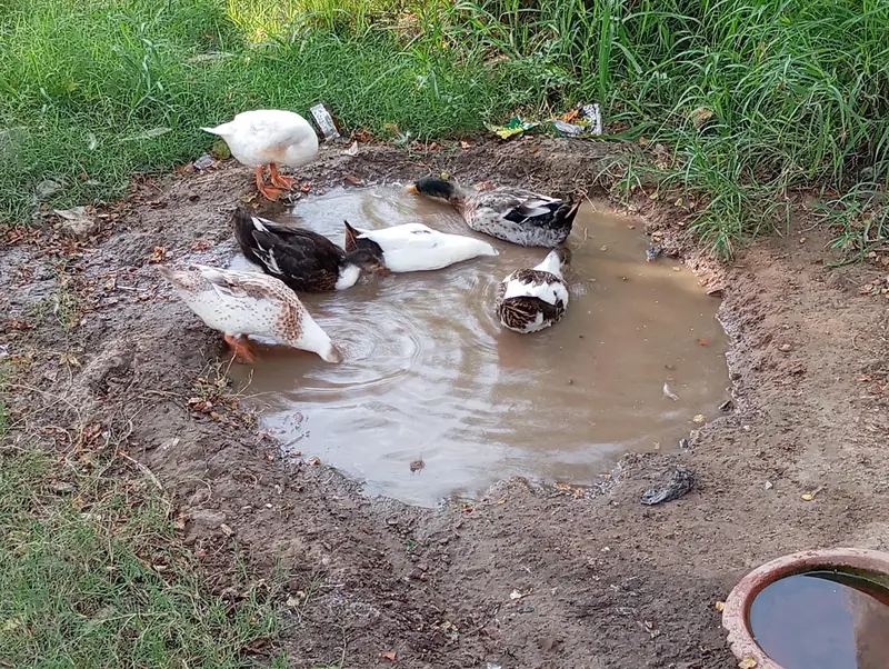 1 male 3 female egg laying ducks — photo 3