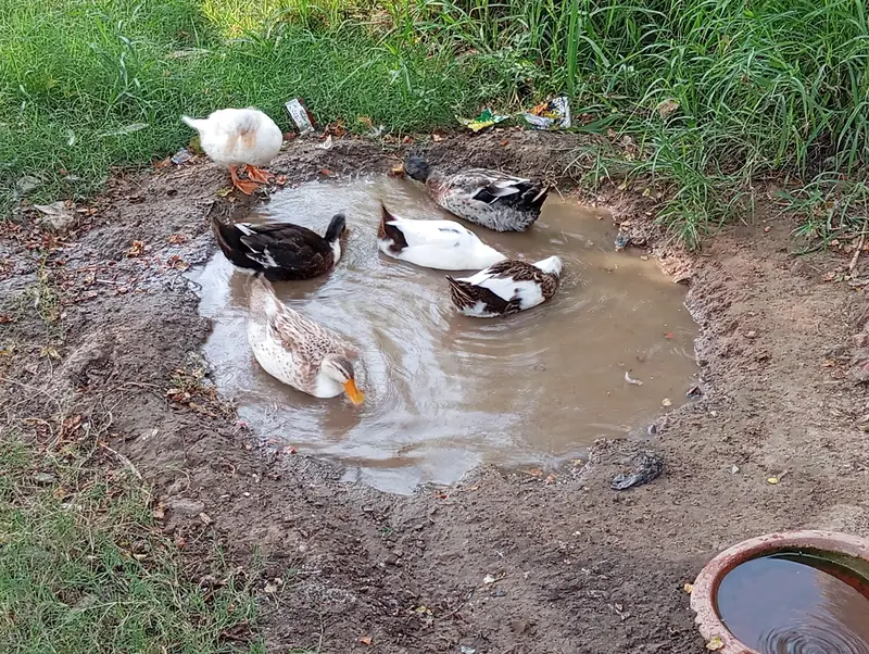 1 male 3 female egg laying ducks — photo 4