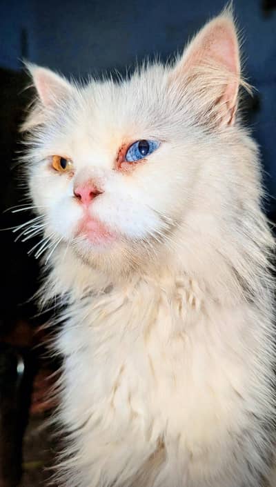 Nayab Odd Eyed White Persian Cat For Sale