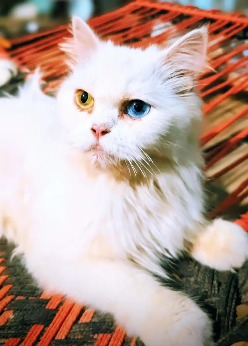 Nayab Odd Eyed White Persian Cat For Sale — photo 2