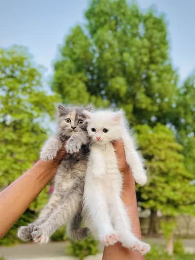 Pair of Two Triple Coated Cats
