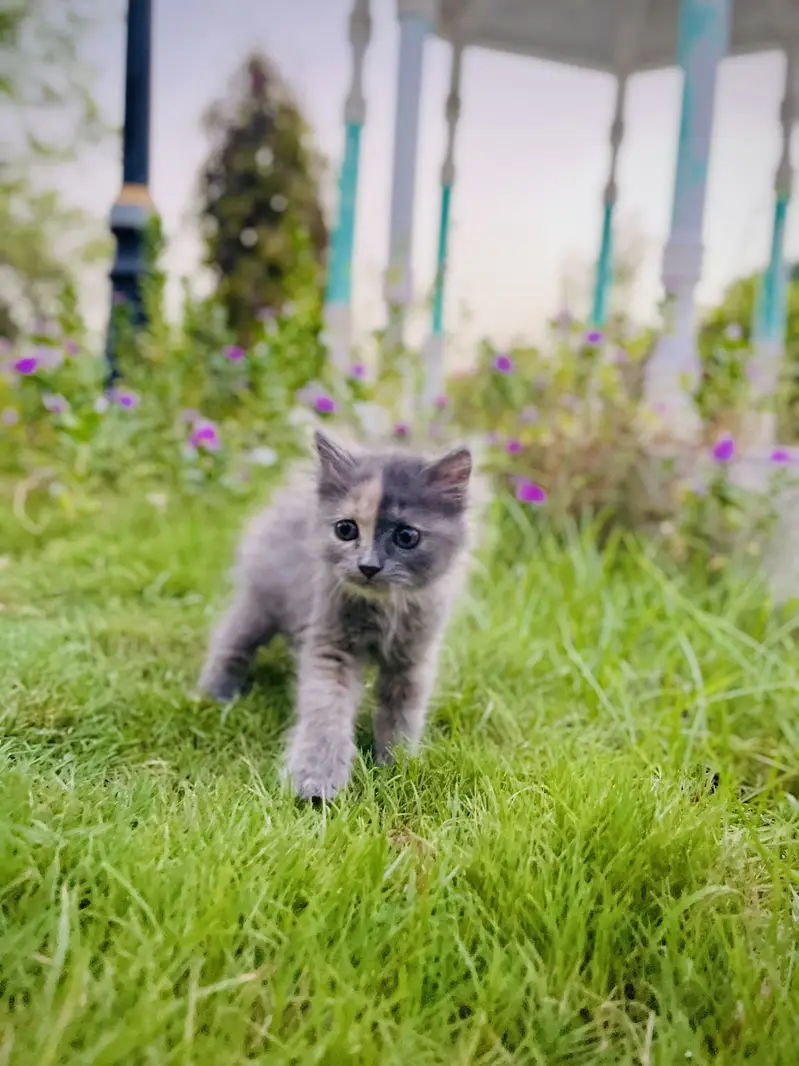 Pair of Two Triple Coated Cats — photo 4
