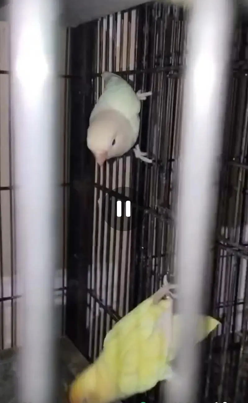 Lovebirds 3 Breader Pairs for Sale All Ok — photo 2