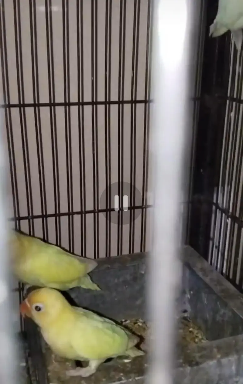 Lovebirds 3 Breader Pairs for Sale All Ok — photo 4