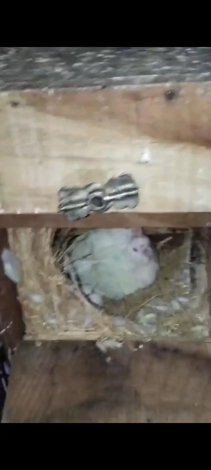Lovebirds 3 Breader Pairs for Sale All Ok — photo 5