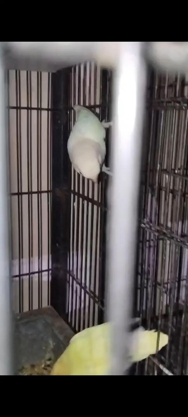 Lovebirds 3 Breader Pairs for Sale All Ok — photo 6