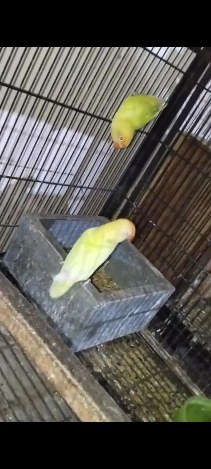 Lovebirds 3 Breader Pairs for Sale All Ok — photo 7