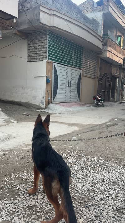 German male puppy for sale