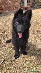 Black German Shepherd female Available for sale