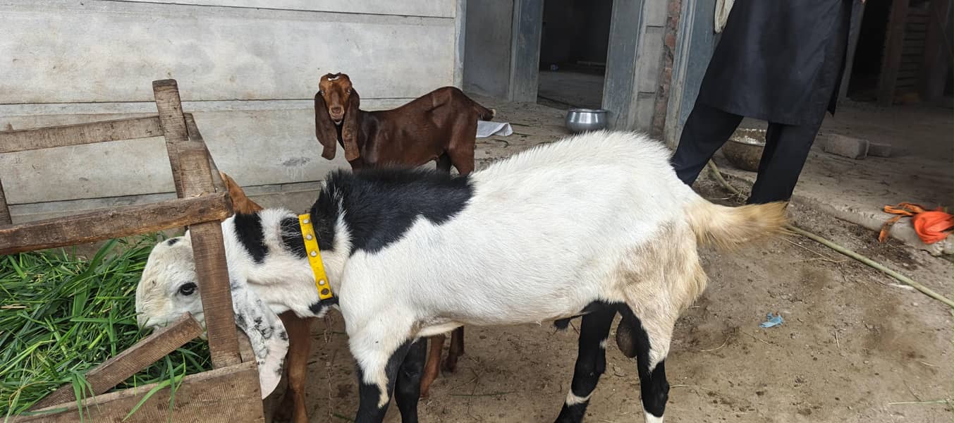 ablug bakra 1