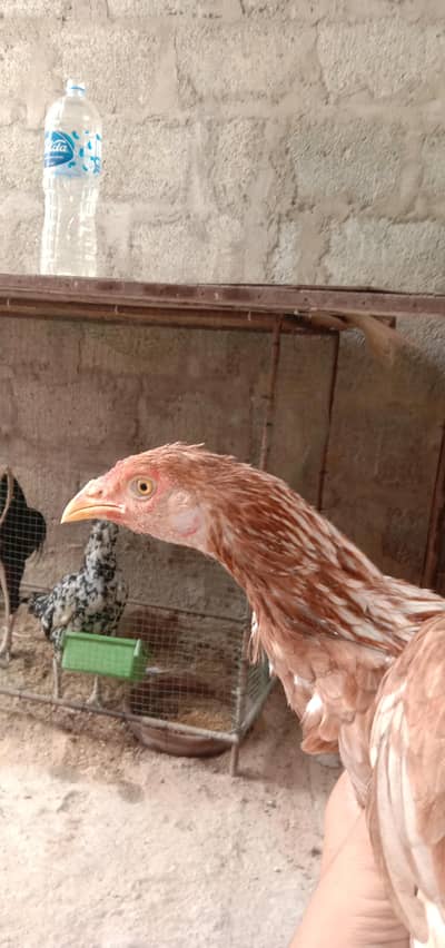 aseel female with 1 chick