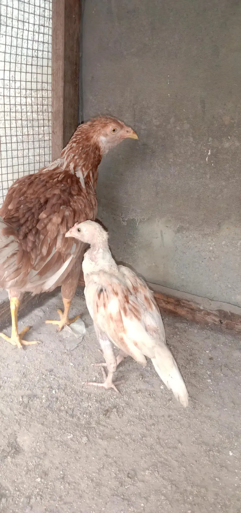 aseel female with 1 chick — photo 2